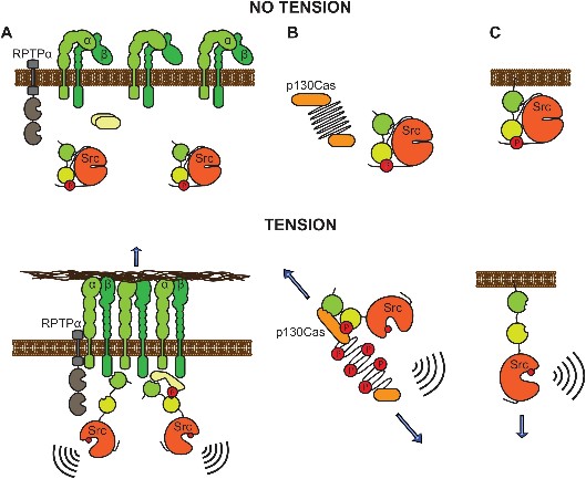 Modes of Src mechanoactivation and mechanosignalling.jpg